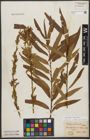 Foto von Salix triandra L. x Salix viminalis L.
